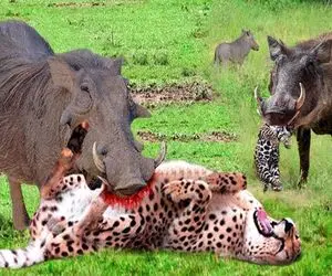 صحنه دهشتناک؛ گراز دده توله پلنگ رو دزدید خودشو هم سلاخی کرد پیشکش کرد به شیر