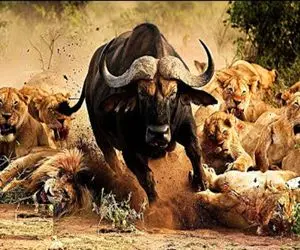 بدایع حیات وحش؛ بوفالو سفاک برای اینکه خوراک شیر نشه توله شونو دزدید فرار کرد