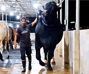 گاوهای باورنکردنی؛ گاو انقدر کوه پیکر همه برا دیدنش باید گردن بکشن