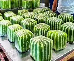 کشاورزی نوین؛ ترفند کاشت هدوانه های مربعی هندونه که فقط گرد و بیضی نیست