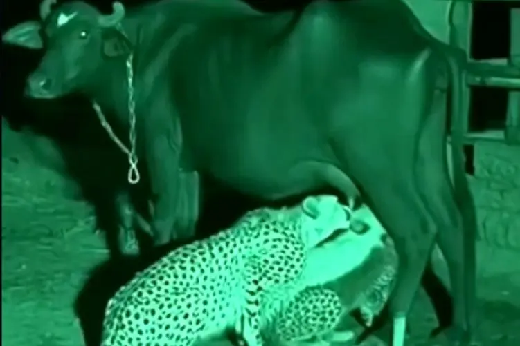 مستند حیات وحش؛ یوزپلنگ خود گاو رو نمیخوره بلکه از پستان هاش شیر می خوره