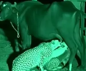 مستند حیات وحش؛ یوزپلنگ خود گاو رو نمیخوره بلکه از پستان هاش شیر می خوره