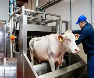 فرآوری گاو؛ گاو درسته انداخت تو آبجوش پوستش وَر اومد رفت تو دستگاه کالباس شه