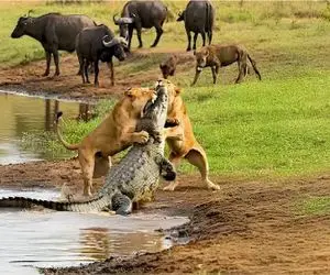 مستند حیات وحش / یارکشی بی رحمانه شیر برای جدال آزمندانه با تمساح مفلوک