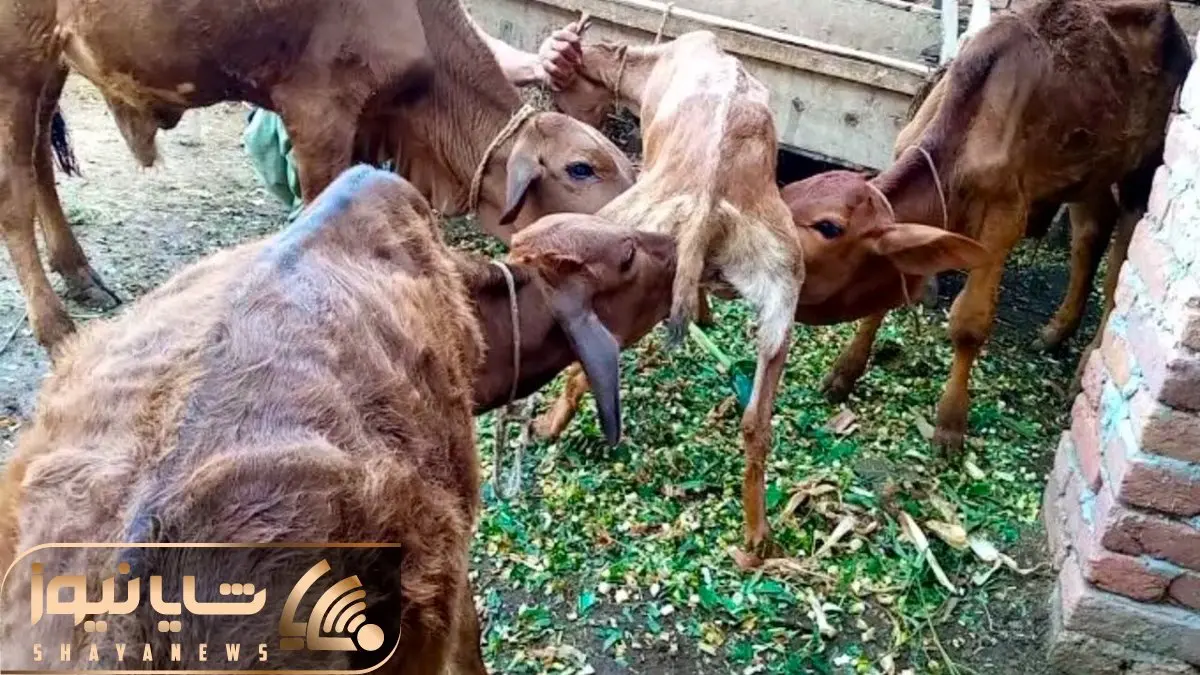 فرآوری بز؛ بز اینقدر شیر و البته سخاوت داره وایستاد تا گوساله های طویله هم شیرش بخورن