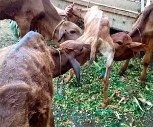 فرآوری بز؛ بز اینقدر شیر و البته سخاوت داره وایستاد تا گوساله های طویله هم شیرش بخورن