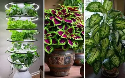 معرفی گیاهان آپارتمانی بزرگ برای خونه و محل کار؛ نحوه نگهداری دقیق و نمونه برا مبتدیا