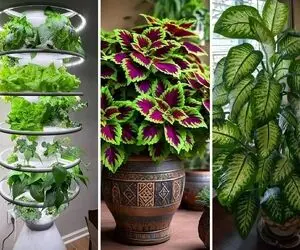 معرفی گیاهان آپارتمانی بزرگ برای خونه و محل کار؛ نحوه نگهداری دقیق و نمونه برا مبتدیا