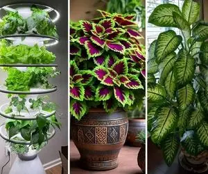 معرفی گیاهان آپارتمانی بزرگ برای خونه و محل کار؛ نحوه نگهداری دقیق و نمونه برا مبتدیا