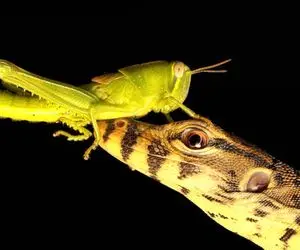 از جذابیت‌های حیات وحش؛ مارمولک اومد ملخ شکار کنه ملخم نامردی نکرد لبشو گاز گرفت