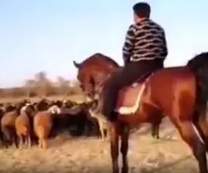 آواز محلی؛ مرد عشایری واسه گوسفنداش آهنگ میخونه عجیب خوش صداست اسبشم یلیه برا خودش