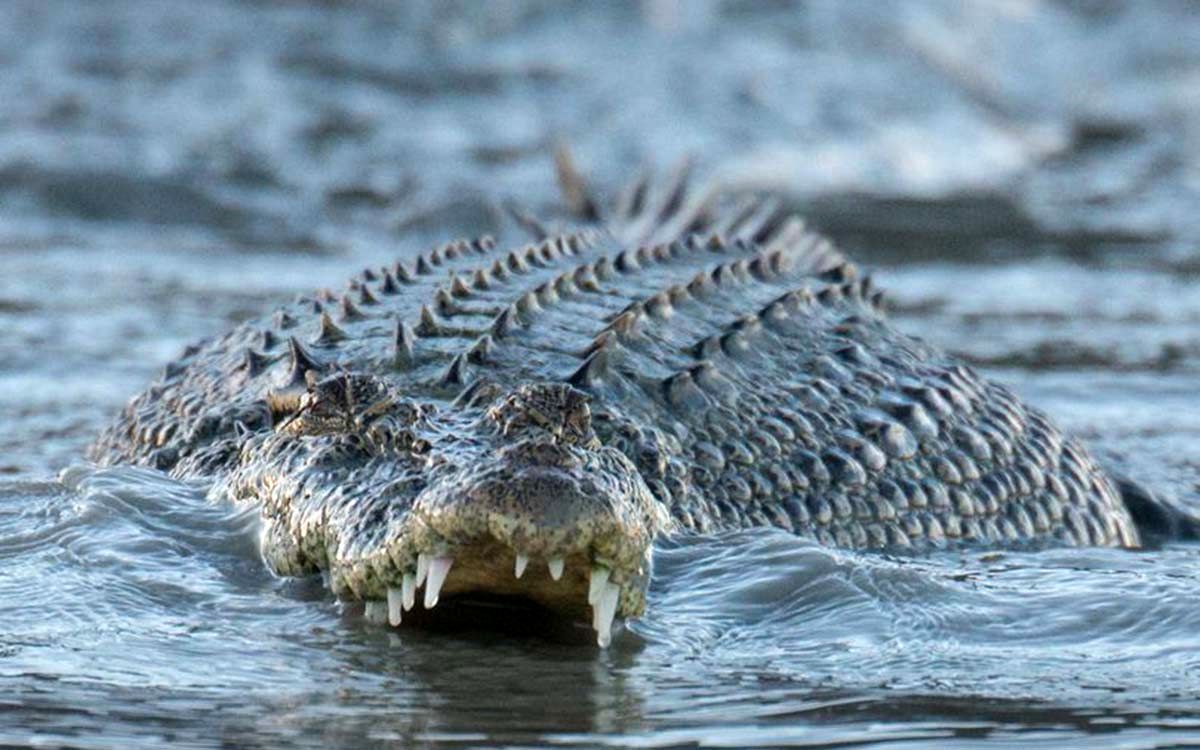 0_A-saltwater-crocodile-showing-its-teeth-in-the-Hunter-River