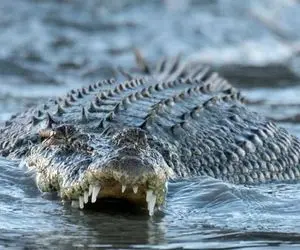 خورده شدن یک مرد 64 ساله توسط یک تمساح عظیم الجثه!