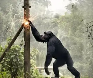 مستند حیات وحش؛ گوریل کودن پیچ خورد به تیر برق جِزش در اومد