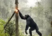 مستند حیات وحش؛ گوریل کودن پیچ خورد به تیر برق جِزش در اومد