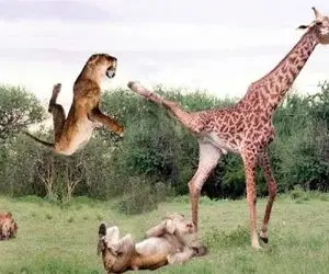 از جذابیت های حیات وحش؛شیرهای سمجی که رفتن رو مخ زرافه بی اعصاب حسابی چک و لگدی شدن