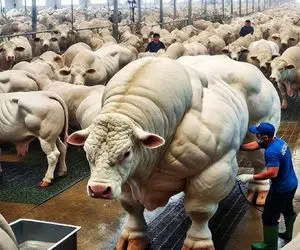 گاوهای باورنکردنی؛ گاوهاشون انقدر شیر میدن از پسش برنمیان کارگر گرفتن