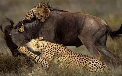 نبرد حیات وحش/گوزن سیاه به هر قیمت از بچش محافظت کرد تله پلنگ از پس شاخ گوزن برنمیاد