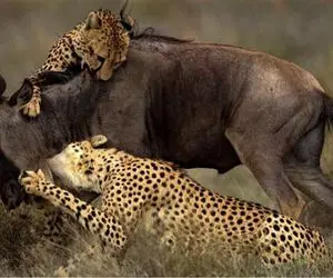 نبرد حیات وحش/گوزن سیاه به هر قیمت از بچش محافظت کرد تله پلنگ از پس شاخ گوزن برنمیاد