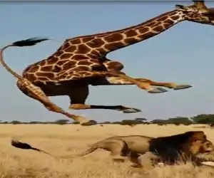 شاهکار حیات وحش / تلاش زرافه دراز ناز برای خورد کردن شیر ستودنیست
