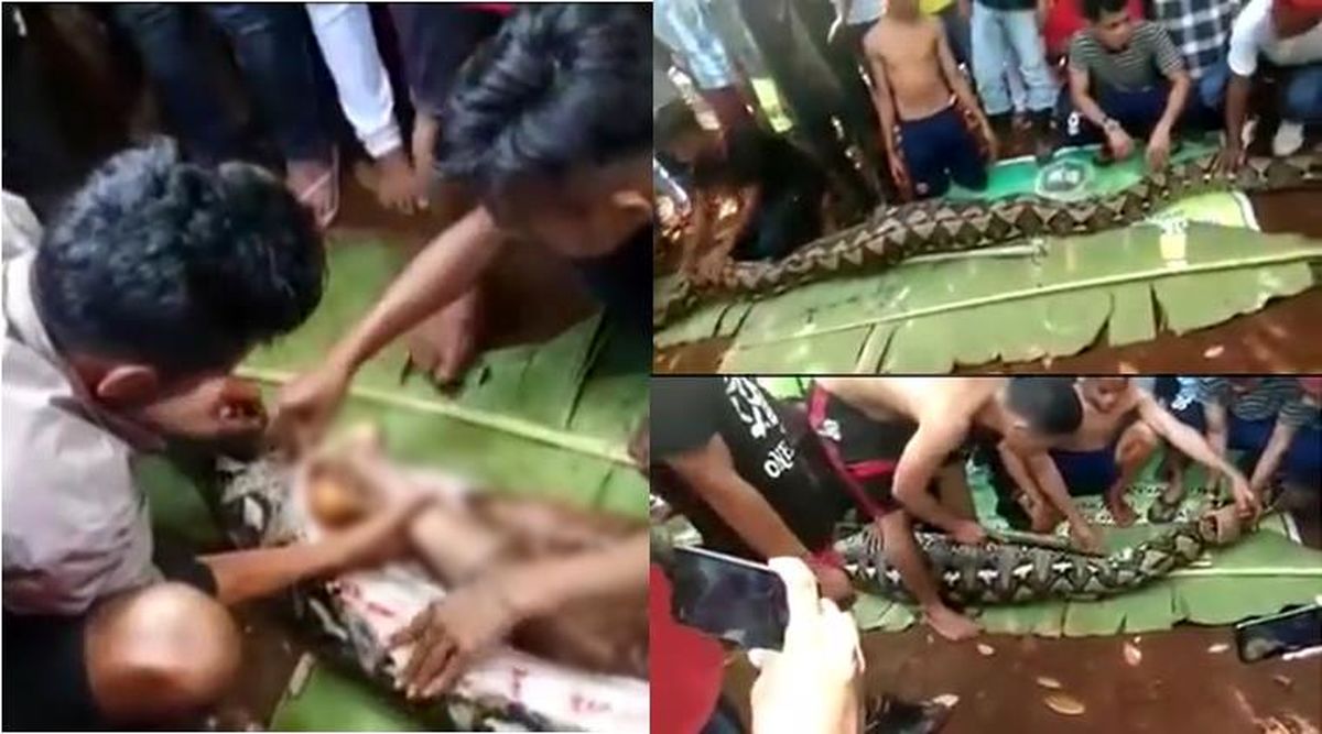 indonesia-python-swallowed-woman-759
