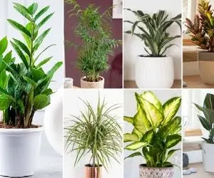 گیاهان آپارتمانی که نور نمیخواهند / اندازه نخودم نور نمیفته خونت کلا تاریکه اینا خوبن