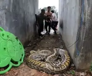 از جذابیت های حیات وحش؛ آقاهه و رفقای کله خرش تو کوچه تنگ با پیتون غول تنهان