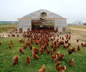 کارخانه حیوانات؛ مرغارو تو گلخونه پرورش میدن بعد بهره کشی قطعه قطعه ش میکنن