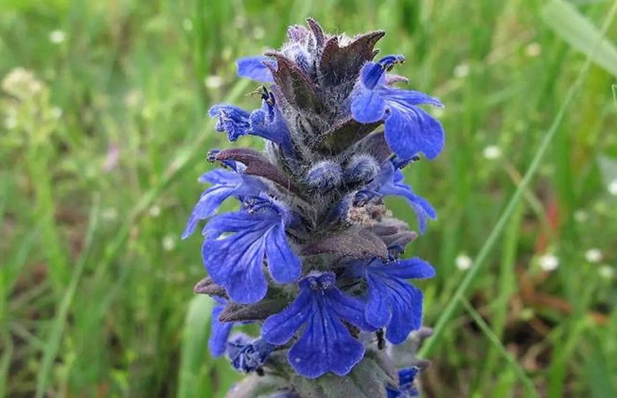 بالکنی3