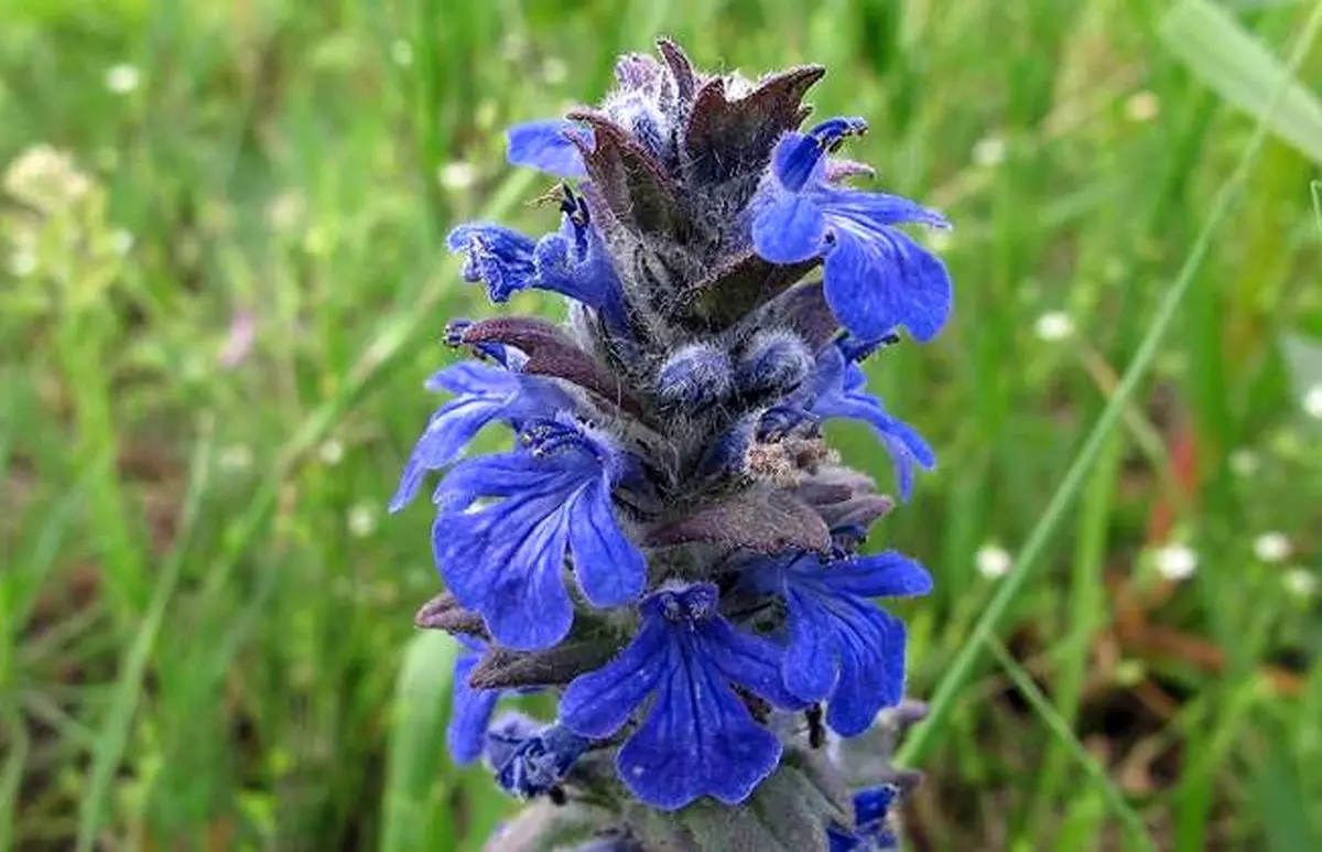 بالکنی3