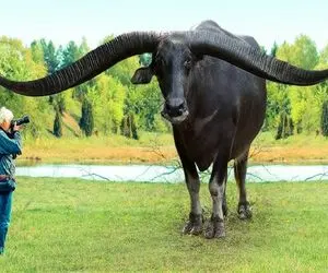 گاوهای باورنکردنی؛ روی شاخ 10 متری گاو هلندی میشه رخت پهن کرد ولی تراش میدن چاقو شه