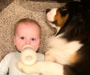 کارهای بامزه این سگ همه را غافلگیر کرد!