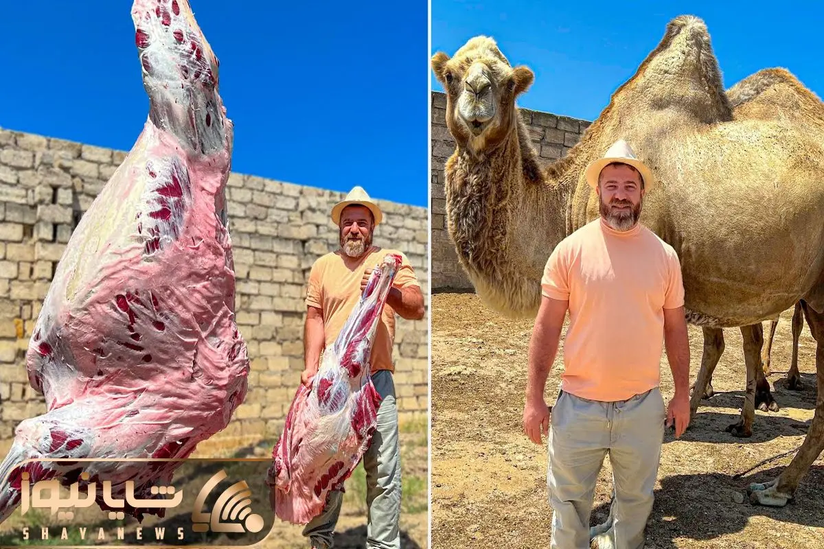 Cutting and cooking Whole 700 kg Camel shayanews
