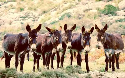 فرآوری الاغ / بسمل کردن خر ددمنش برای سود دهی بالا با فناوری پیشرفته