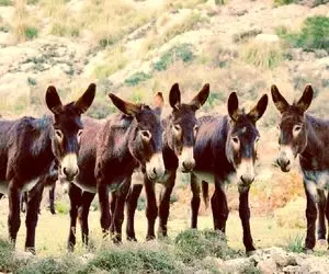 فرآوری الاغ / بسمل کردن خر ددمنش برای سود دهی بالا با فناوری پیشرفته