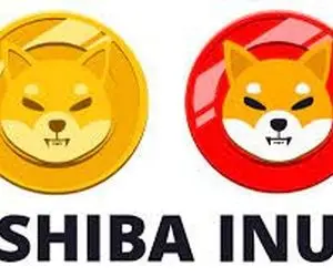 نهنگ های اتریوم باشیبااینو چه کردند؟