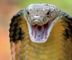 راز بقا؛ شاه کبرا رفته تو اتاق مرد بخت برگشته داره واسه خودش میچرخه