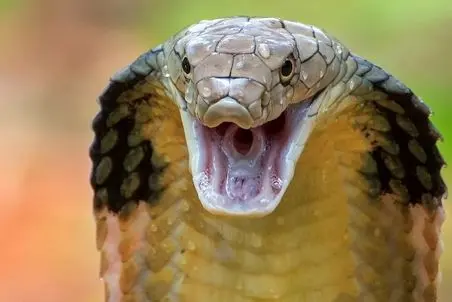 راز بقا؛ شاه کبرا رفته تو اتاق مرد بخت برگشته داره واسه خودش میچرخه