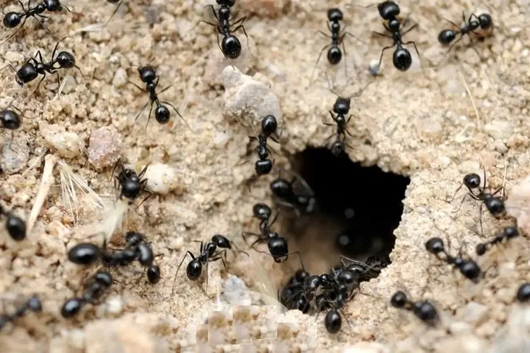 آن روی طبیعت وحشی؛ مورچه‌ها معماران طبیعت‌؛ لونه ساختن مورچه‌ها کلاس درس مهندسیه