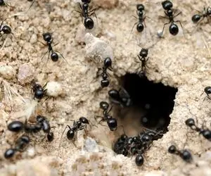 آن روی طبیعت وحشی؛ مورچه‌ها معماران طبیعت‌؛ لونه ساختن مورچه‌ها کلاس درس مهندسیه