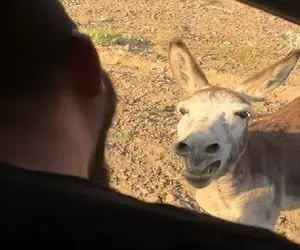 سکانس خندان؛ آقاهه یجور هم صحبت خر میشه میپوکی از خنده فقط ذوق تو چشماش