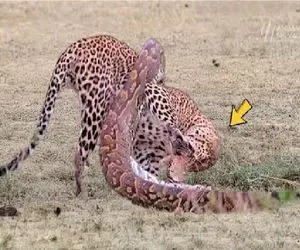 حیات وحش؛ پیتون غول حلقه مرگ انداخت دور یوزپلنگ ببلعدش