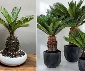 راهنمای نگهداری از گیاه سیکاس / نکات مهم برای رشد و شادابی این درختچه زیبا