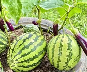 کشاورزی نوین؛ بادمجون و هندوانه رو با هم پیوند زدن یه جا هم بادمجان درومده هم هندونه