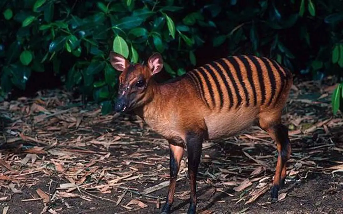 strange-animals-you-didnt-know-12