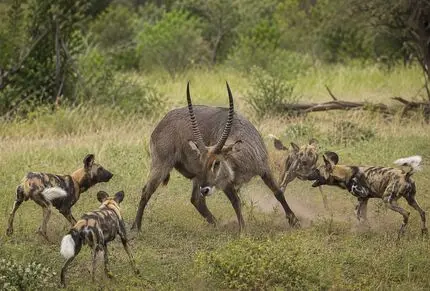 مبارزه ای نفس گیر برای بقا با اتکا بر قدرت دفاعی؛ گوزن تک مقابله گله سگ های وحشی