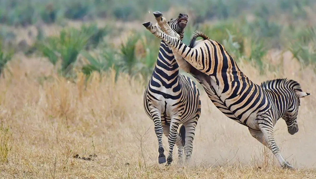 WebsiteZebraFight-YT-Thumbnail2