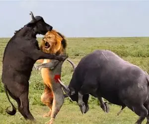 مستند حیات‌وحش؛ سقوط گاو نر در حلقه‌ای که راه گریزی ندارد