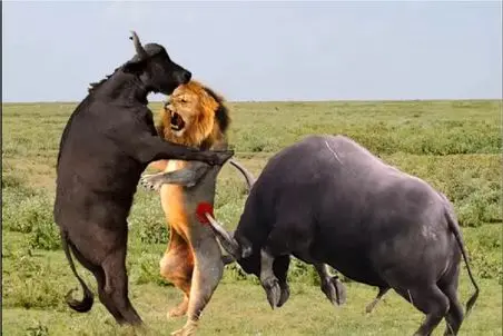 مستند حیات‌وحش؛ سقوط گاو نر در حلقه‌ای که راه گریزی ندارد