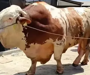 حیوانات غول جثه؛ 6 تا از بزرگ ترین و هیولاترین گاوهای دنیا جملگی بالای 1500 کیلو